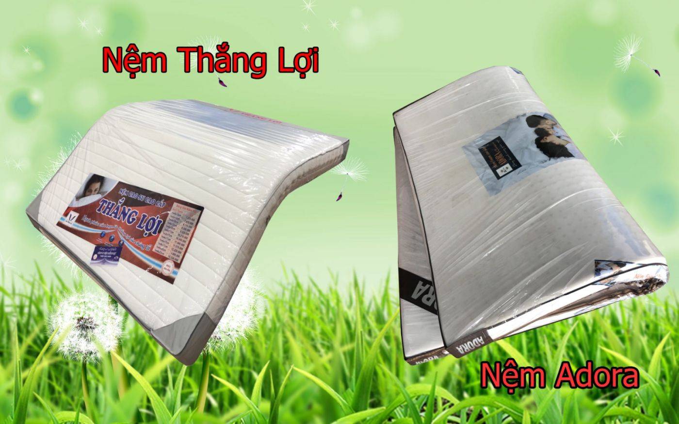 So sánh Nệm cao su non Thắng Lợi và Nệm Foam cao cấp Adora Classic
